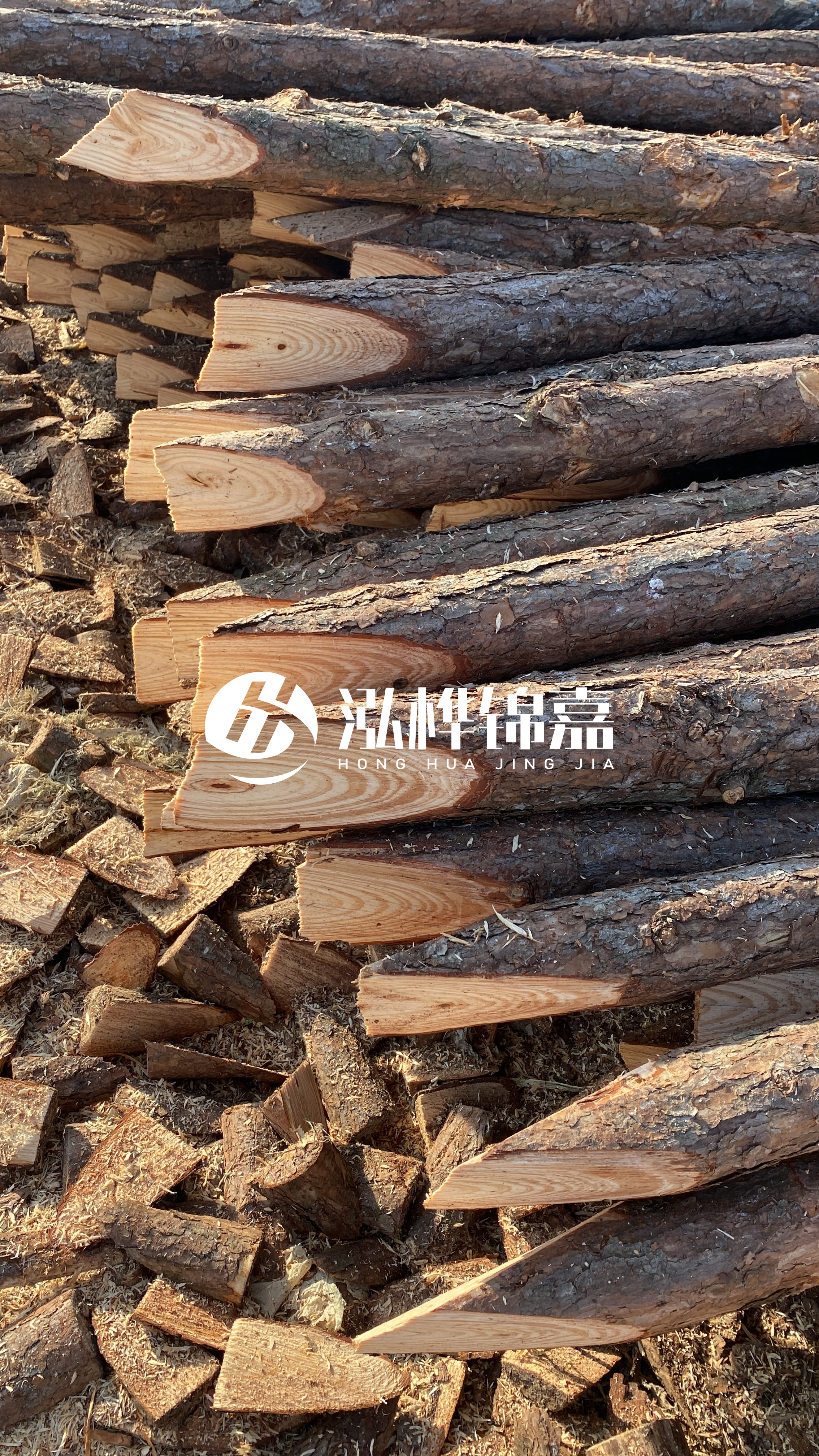 松木樁怎么分辨好壞？學(xué)會(huì)這幾招，輕松分辨松木樁好壞不踩雷！